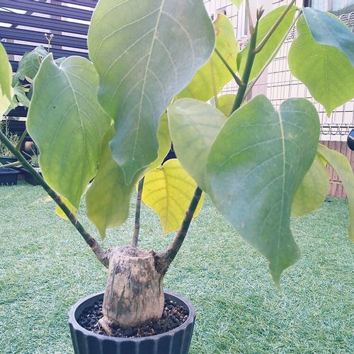 ボンバックスとは｜育て方や特徴、剪定の時期や太くする方法は 