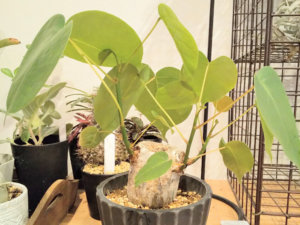 返品送料無料】 ボンバックス 植物/観葉植物 - vsis.lk