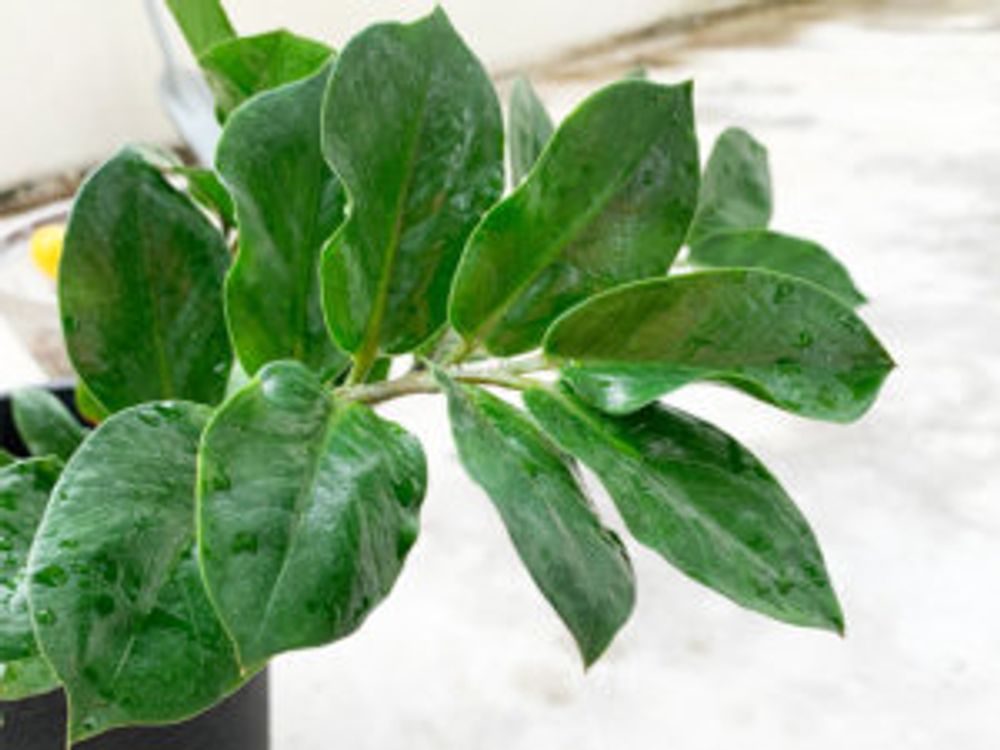 ザミオクルカス　葉