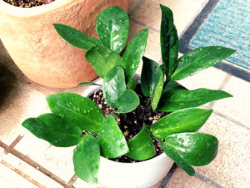 ザミオクルカス　水しぶき