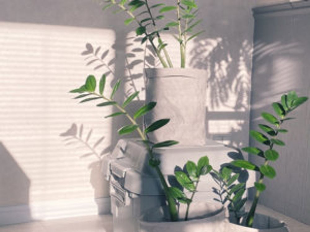 ザミオクルカス　日当たり