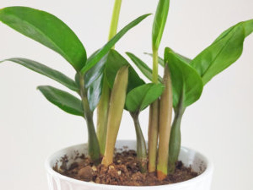 ザミオクルカス　鉢植え