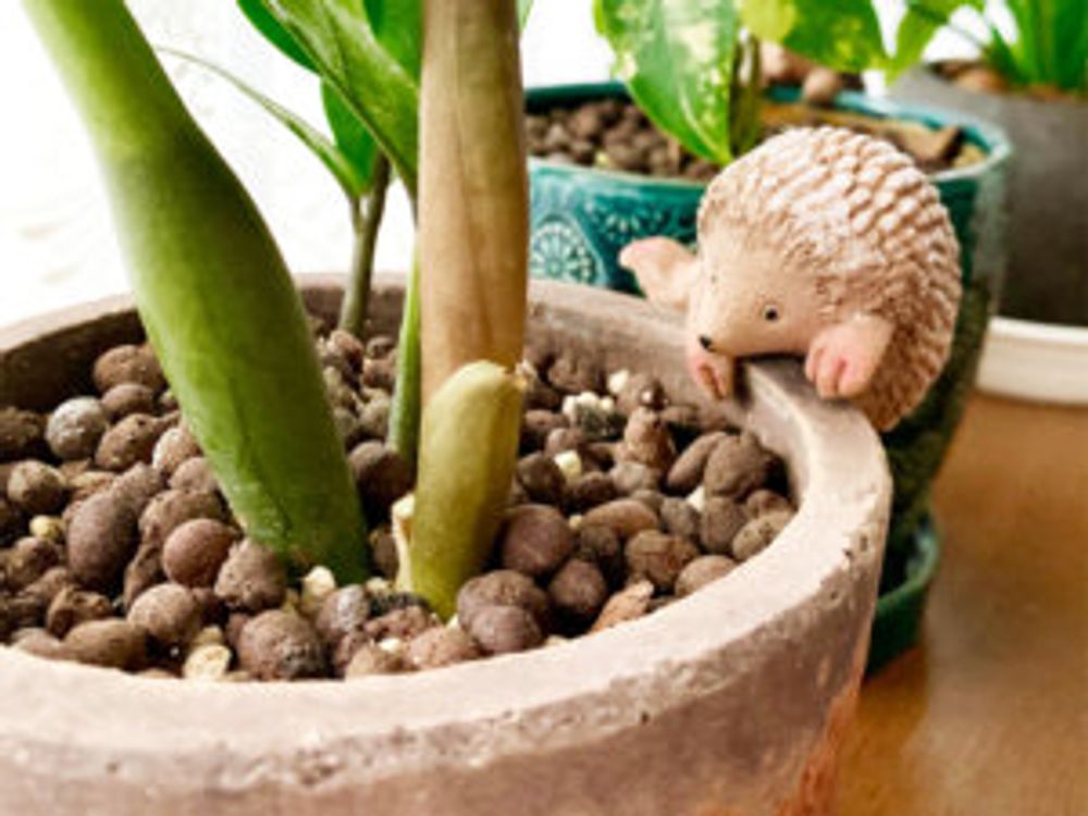 ザミオクルカス　土