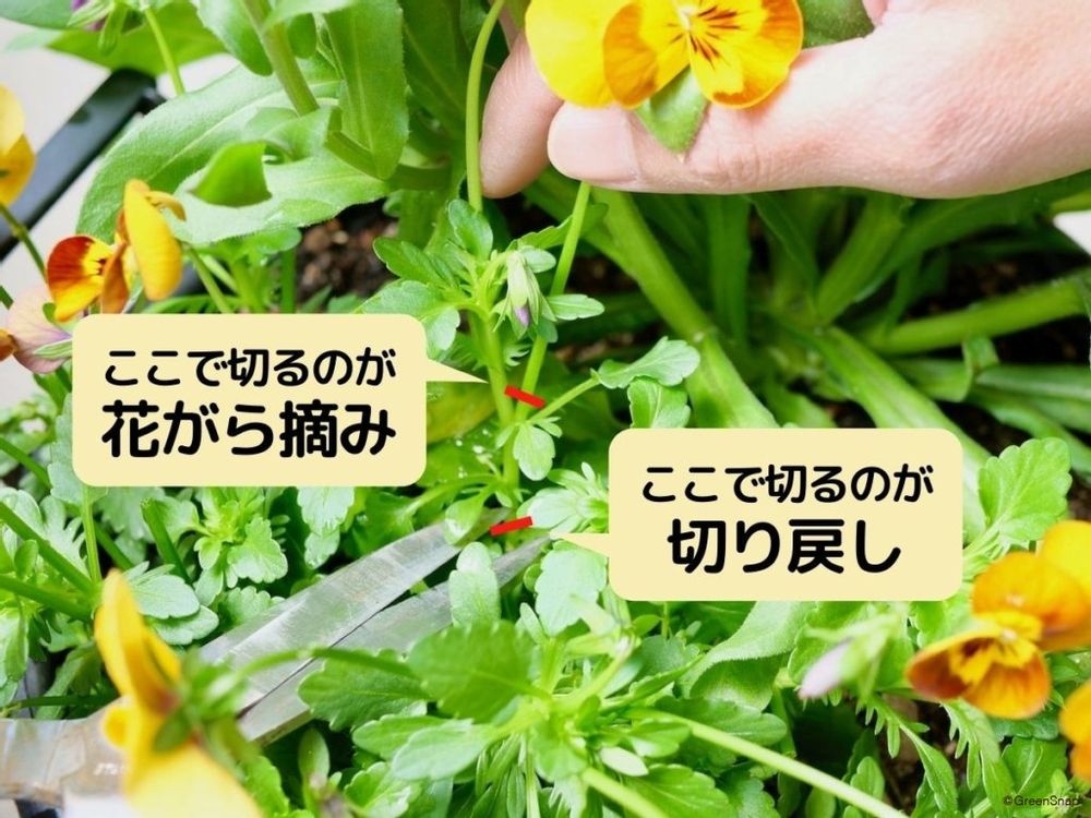 パンジー 花がら摘み 切り戻し