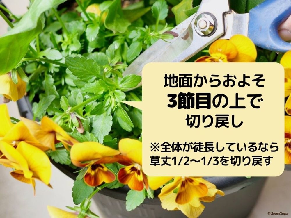 パンジー 切り戻し 切る位置