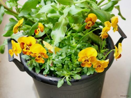 ビオラ パンジーが咲き終わったら 花がら摘み 切り戻しの剪定のコツ Greensnap グリーンスナップ