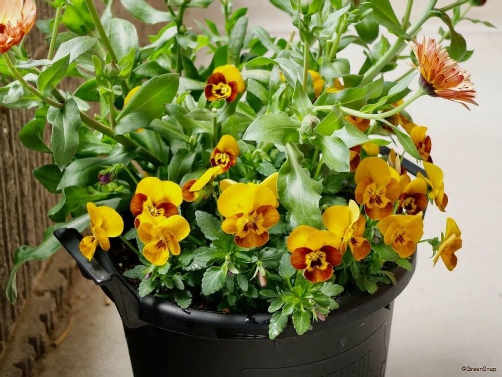 パンジー 切り戻し前