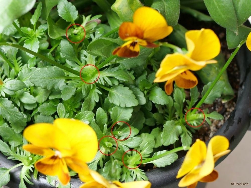 パンジー 切り戻し 切った部分