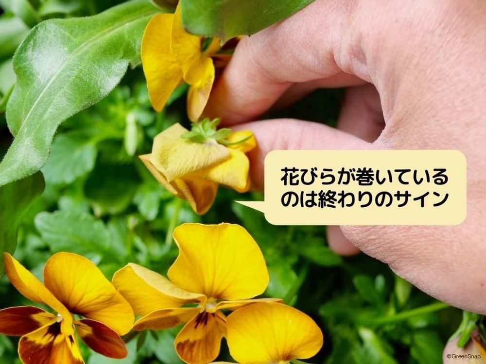 パンジー 花がら摘み