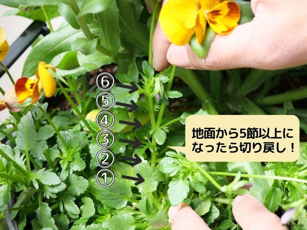 パンジー 切り戻し 節の数の目安