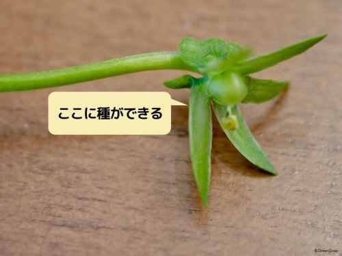 ビオラ パンジーが咲き終わったら 花がら摘み 切り戻しの剪定のコツ Greensnap グリーンスナップ