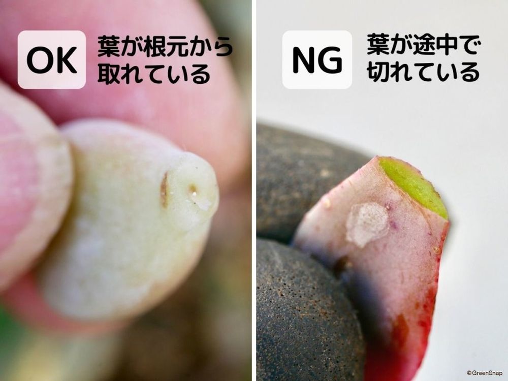 多肉植物 葉挿し 葉の取り方