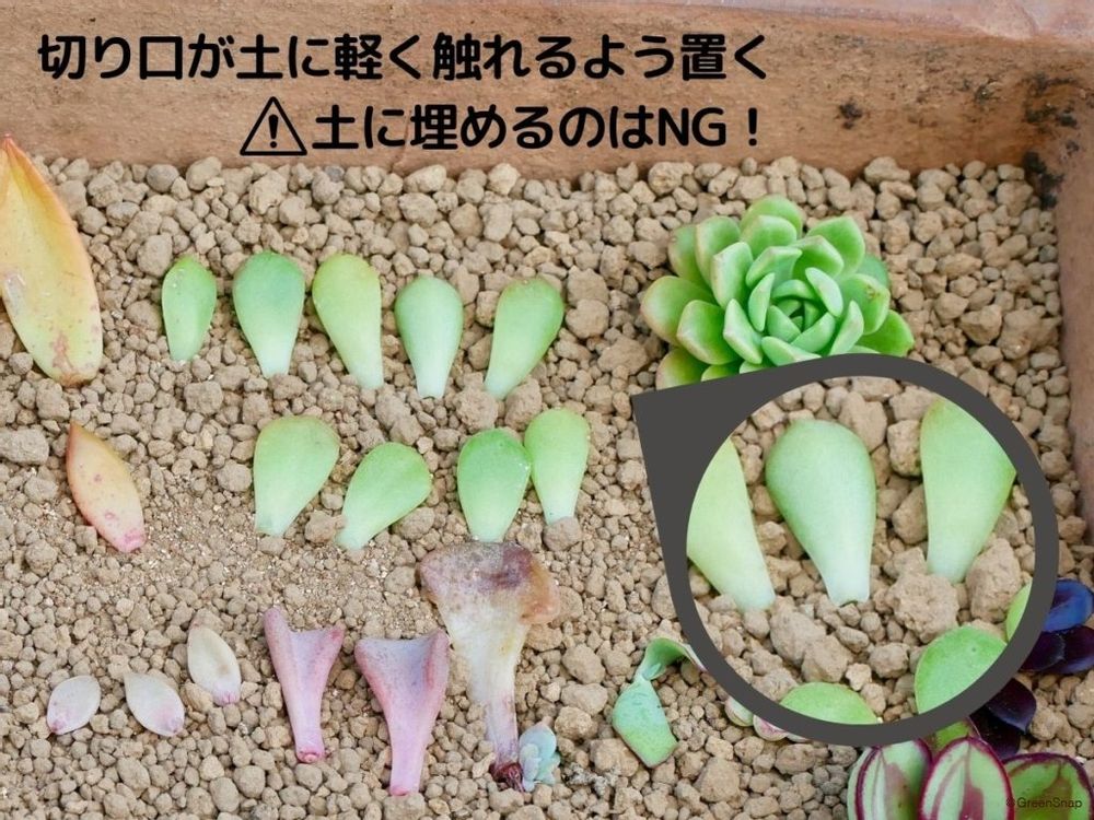 多肉植物 葉挿し 置き方