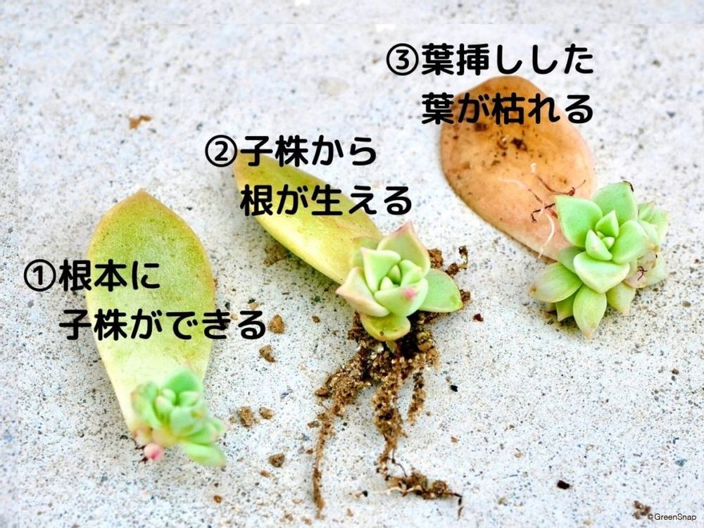 多肉植物 葉挿し 成長過程