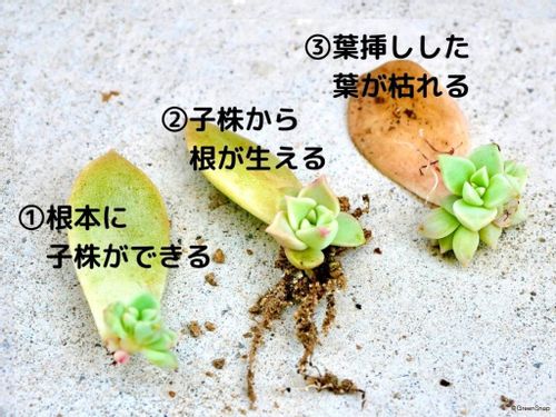 多肉植物の増やし方 葉挿し 挿し木 株分けの失敗しない方法 Greensnap グリーンスナップ