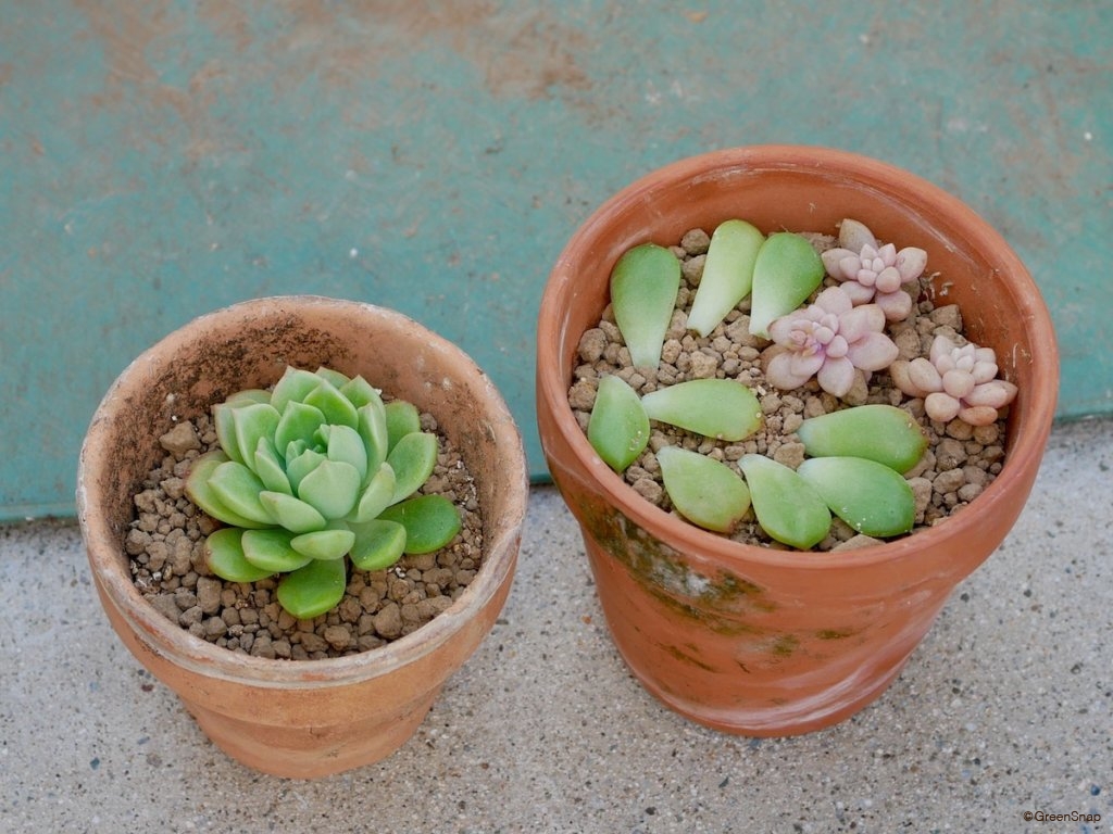 多肉植物 増やし方 葉挿し 挿し木 株分け