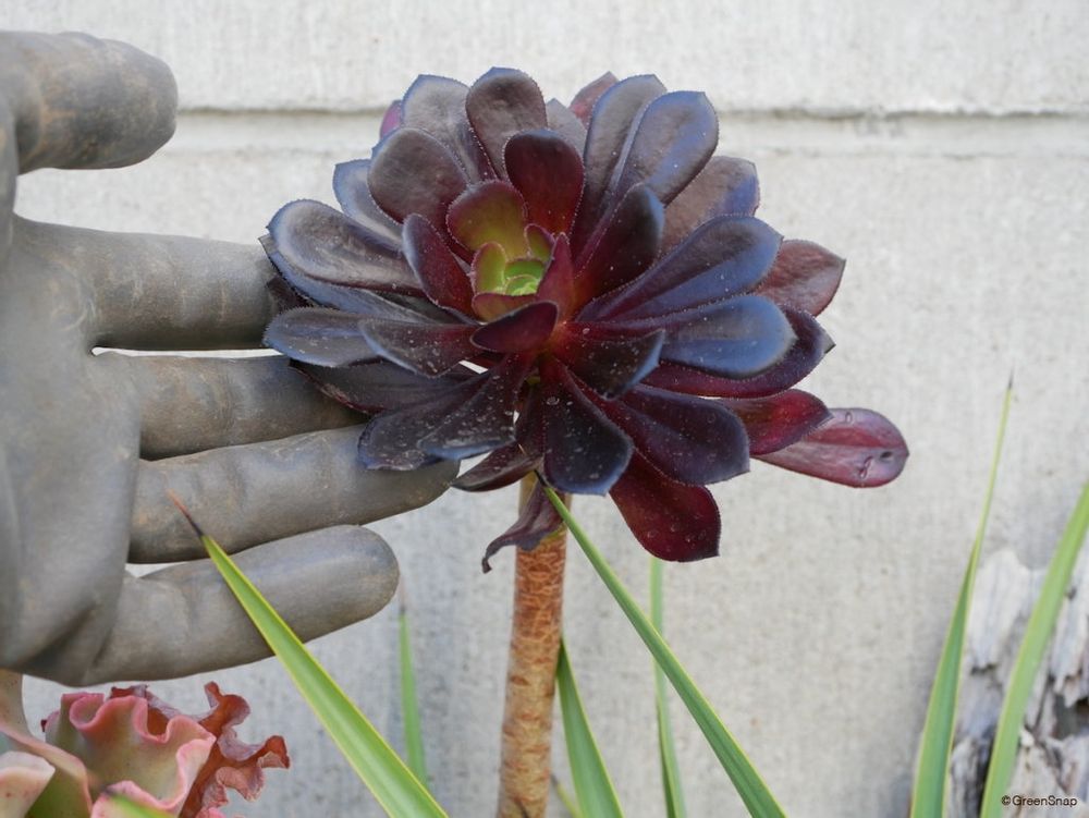 黒法師 多肉植物 アエオニウム