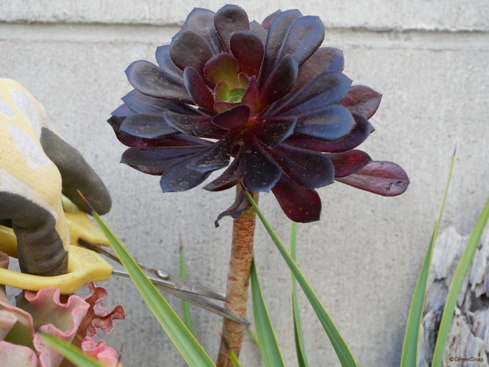 黒法師 挿し木 切り戻しする