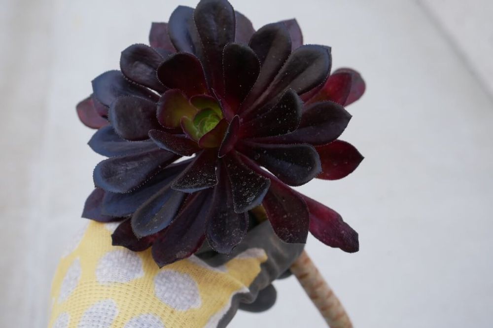 黒法師 挿し木 挿し穂