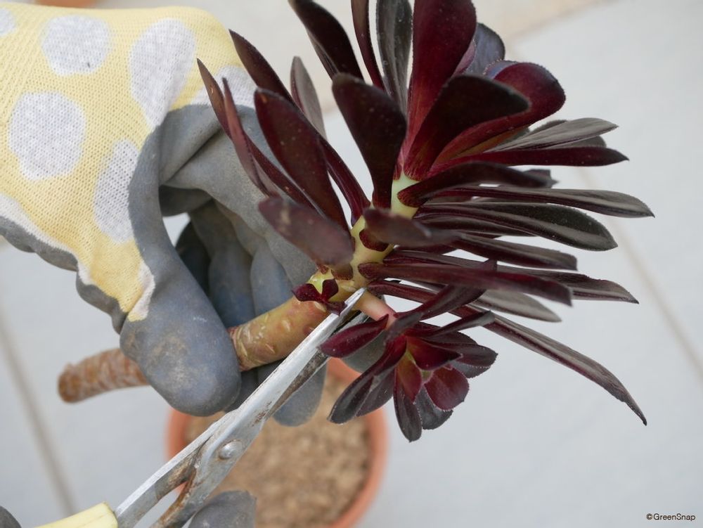 黒法師 挿し木 子株を切る