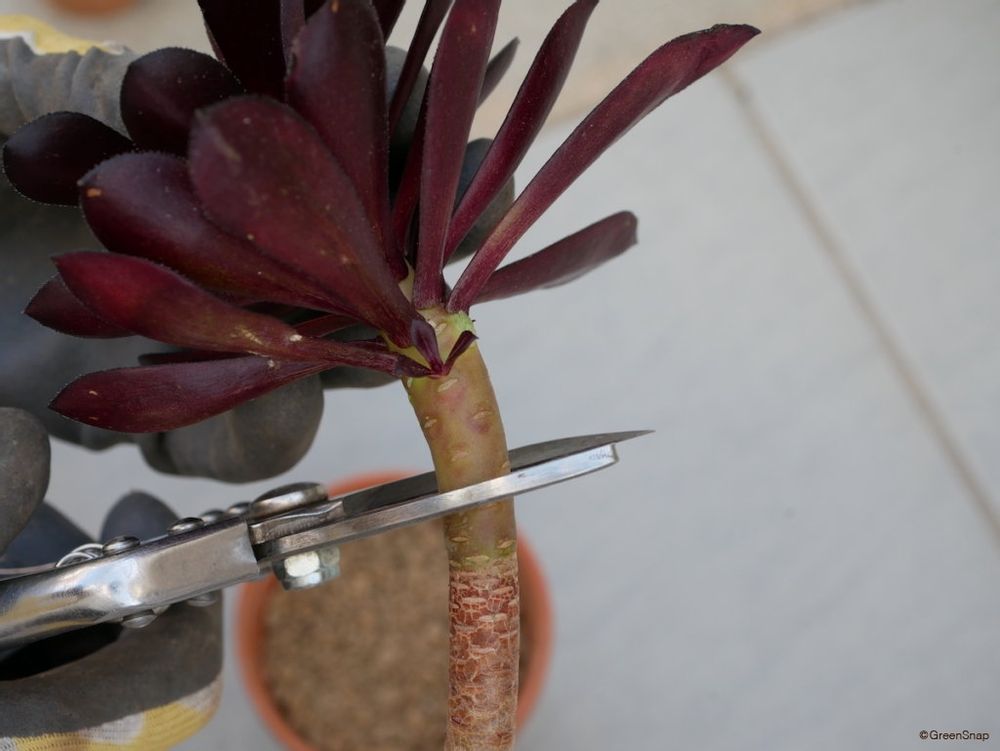 黒法師 挿し木 切り口を切る