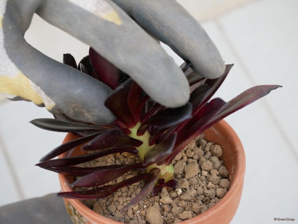 黒法師 挿し木 土に植える