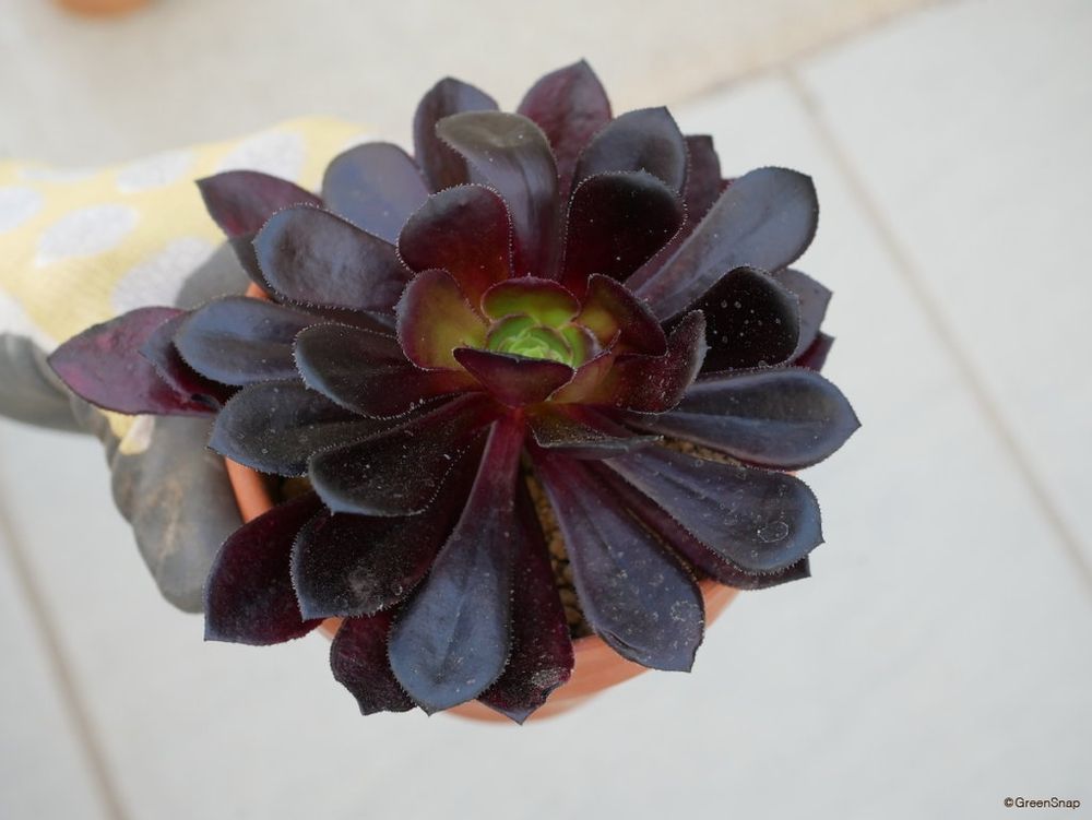 黒法師 挿し木 10日後に水やり