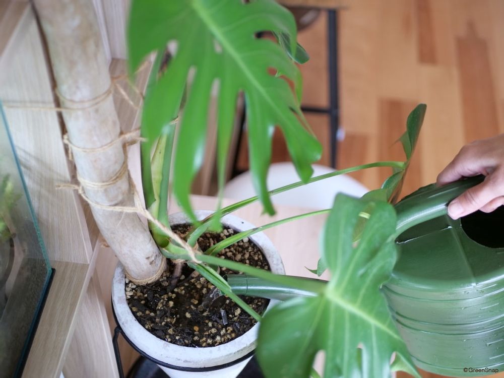 モンステラ 水やり