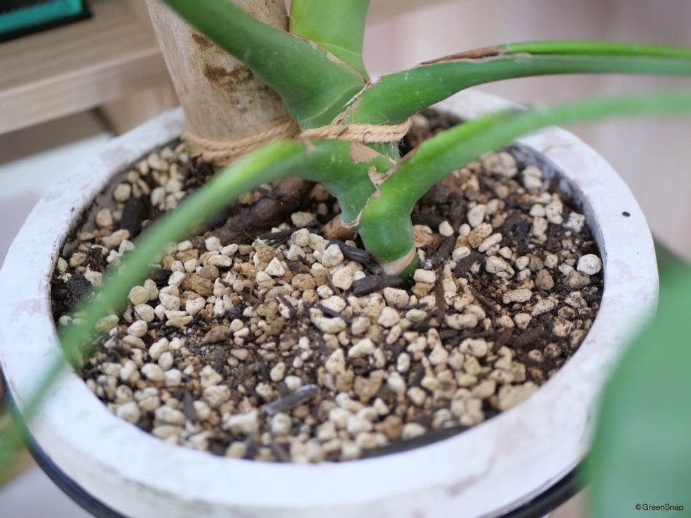 モンステラ 鉢の土