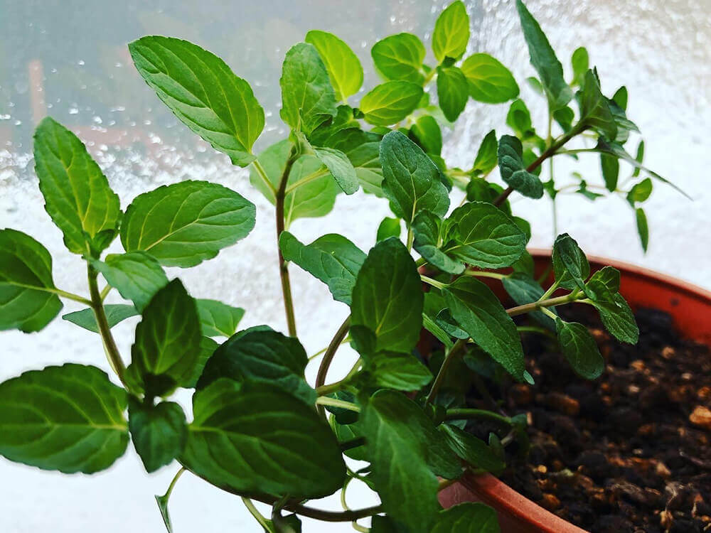 ミントの育て方 種まきや苗を植える時期は 鉢植えで室内栽培できる Greensnap グリーンスナップ