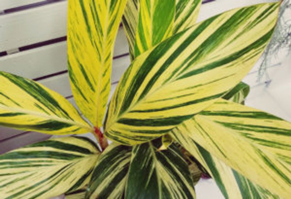 キフゲットウ　アルピニア