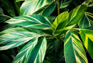 黄斑月桃苗キフゲットウ金運観葉植物げっとう