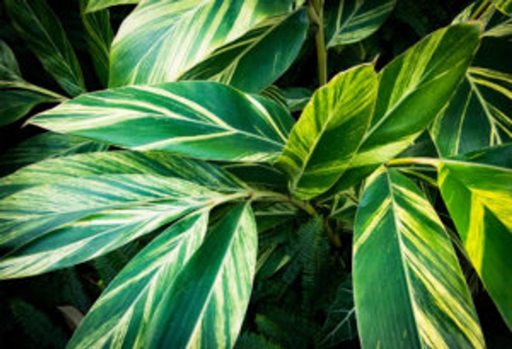 キフゲットウ　葉