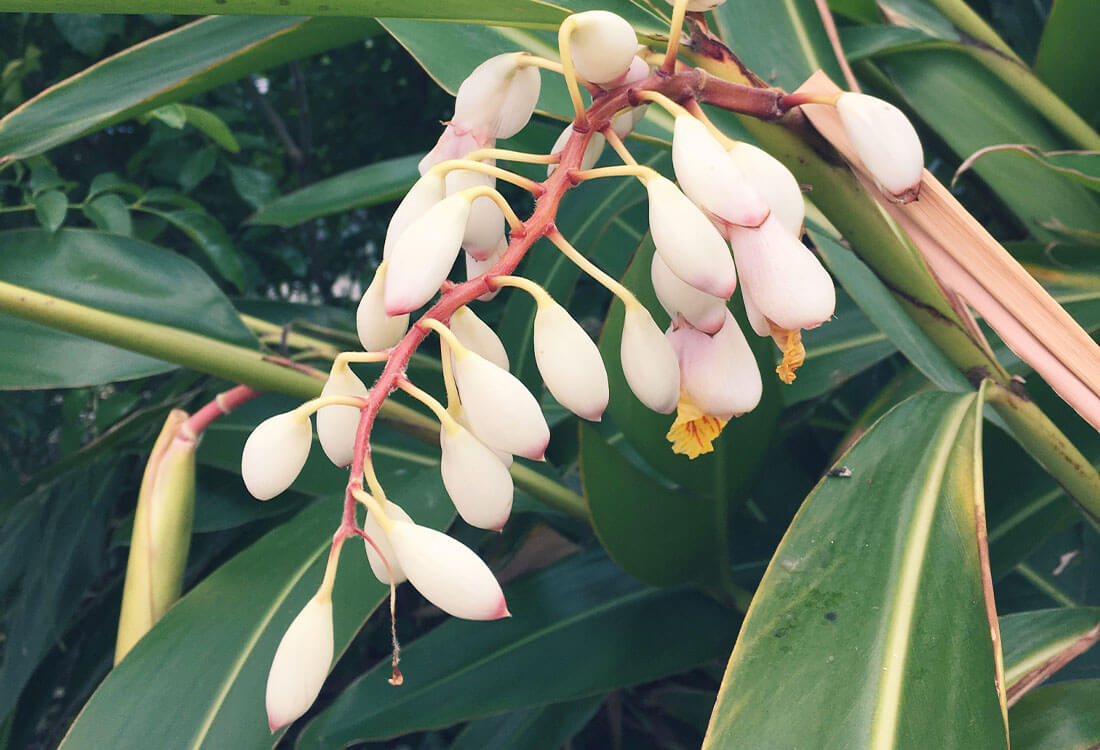 月桃(ゲットウ)とは｜育て方や花言葉、花の特徴や葉の効能は？｜🍀GreenSnap（グリーンスナップ）