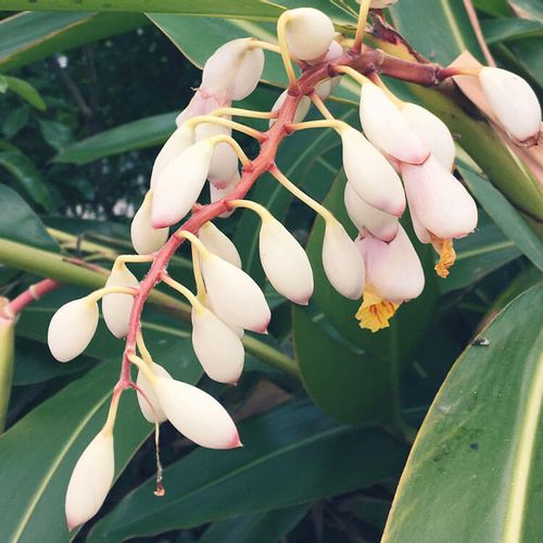 月桃 ゲットウ とは 育て方や花言葉 花の特徴や葉の効能は Greensnap グリーンスナップ