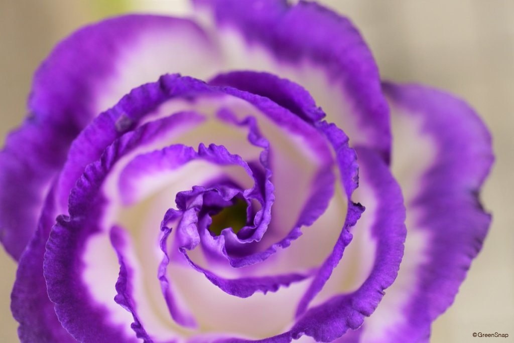 トルコキキョウ 紫