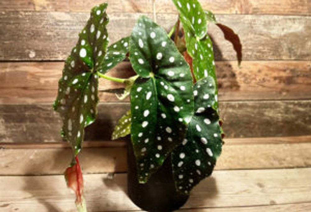 ベゴニア・マクラータ　1つ