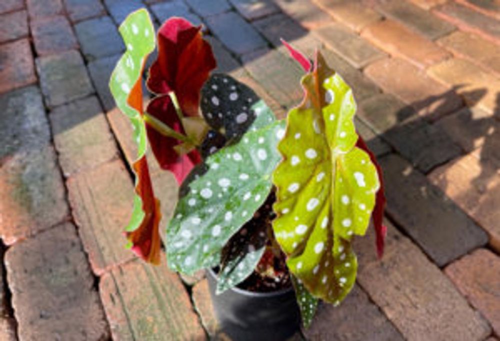 ベゴニア・マクラータ　屋外