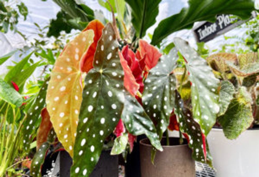 ベゴニア・マクラータ　鉢植え