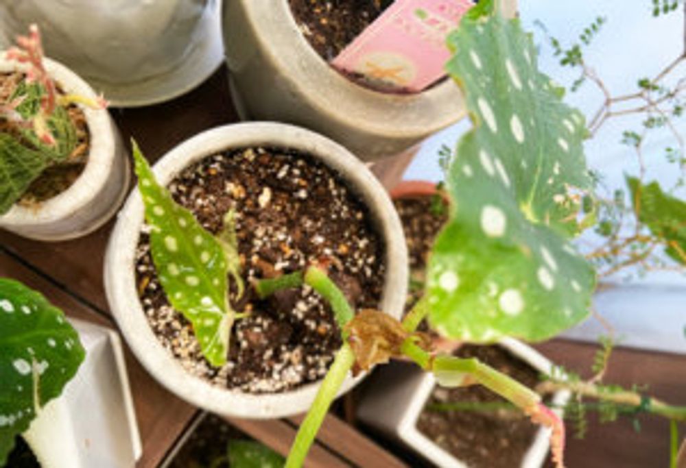 ベゴニア・マクラータ　上から