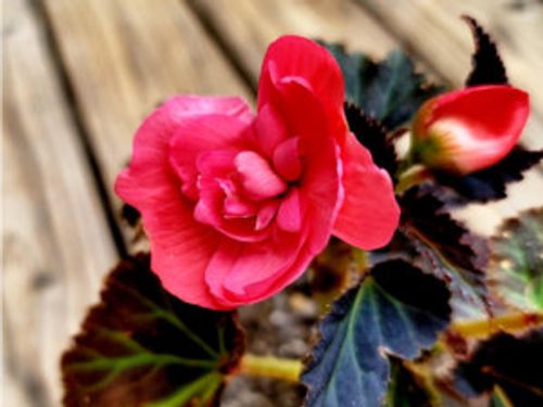 球根ベゴニアの育て方 植え替えや冬越しの方法 育てるのは難しい Greensnap グリーンスナップ 球根ベゴニアの育て方 植え替えや冬越しの方法 育てるのは難しい Greensnap グリーンスナップ