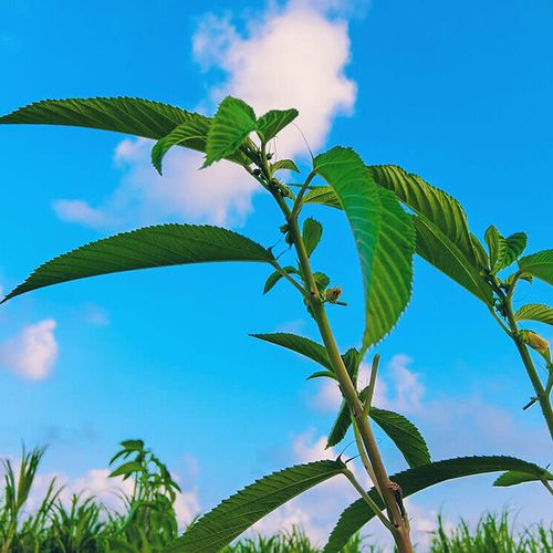 モロヘイヤの育て方 種まきや苗植えの時期は プランター栽培もできる Greensnap グリーンスナップ