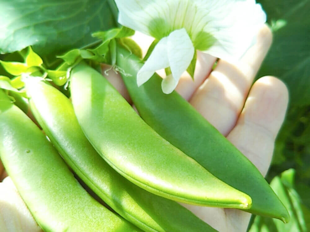 えんどう豆 スナップエンドウ の育て方 種まきの時期は プランター栽培もできる Greensnap グリーンスナップ