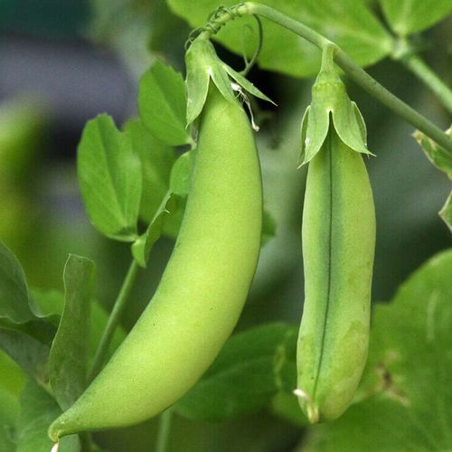 えんどう豆 スナップエンドウ の育て方 種まきの時期は プランター栽培もできる Greensnap グリーンスナップ えんどう豆 スナップエンドウ の育て方 種まきの時期は プランター栽培もできる Greensnap グリーンスナップ
