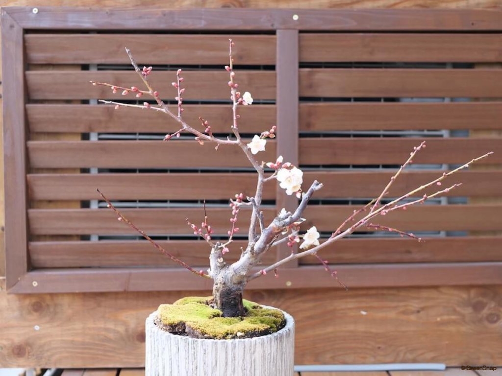 日本の国花は 桜 と 菊 どっち 世界の国花一覧 Greensnap グリーンスナップ