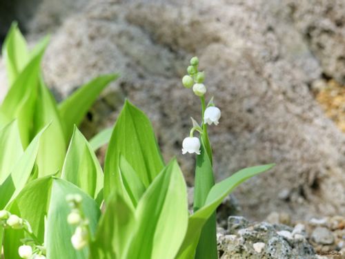 日本の国花は 桜 と 菊 どっち 世界の国花一覧 Greensnap グリーンスナップ