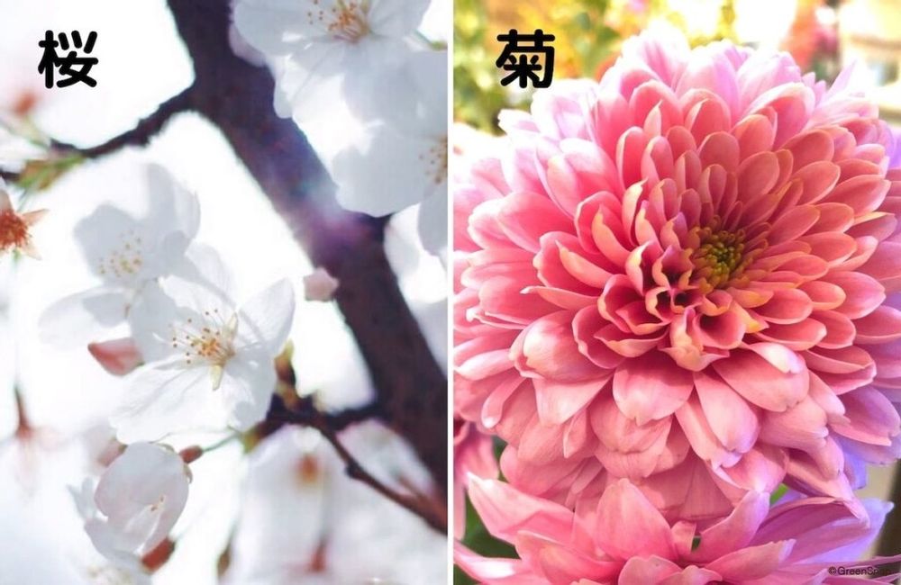 桜 菊