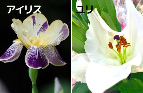 日本の国花は 桜 と 菊 どっち 世界の国花一覧 Greensnap グリーンスナップ