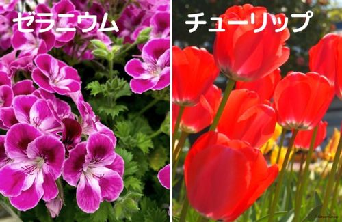 日本の国花は 桜 と 菊 どっち 世界の国花一覧 Greensnap グリーンスナップ