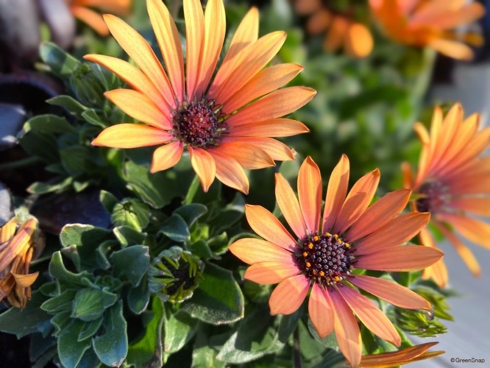 オステオスペルマム